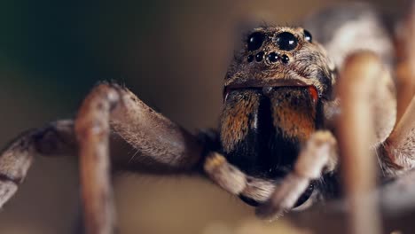 Enorme-Araña-Lobo-Lame-Meticulosamente-Sus-Palpos,-Macro-Bloqueada