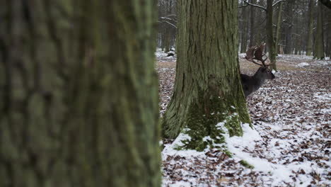 Deer-hides-behind-tree-in-snowy-Czech-forest,-peeking-out-cautiously