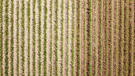 dron en un campo de maíz
