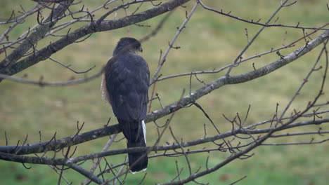 A-sharp-shinned-hawk-perched-in-a-tree,-bobs-his-head,-looking-for-prey