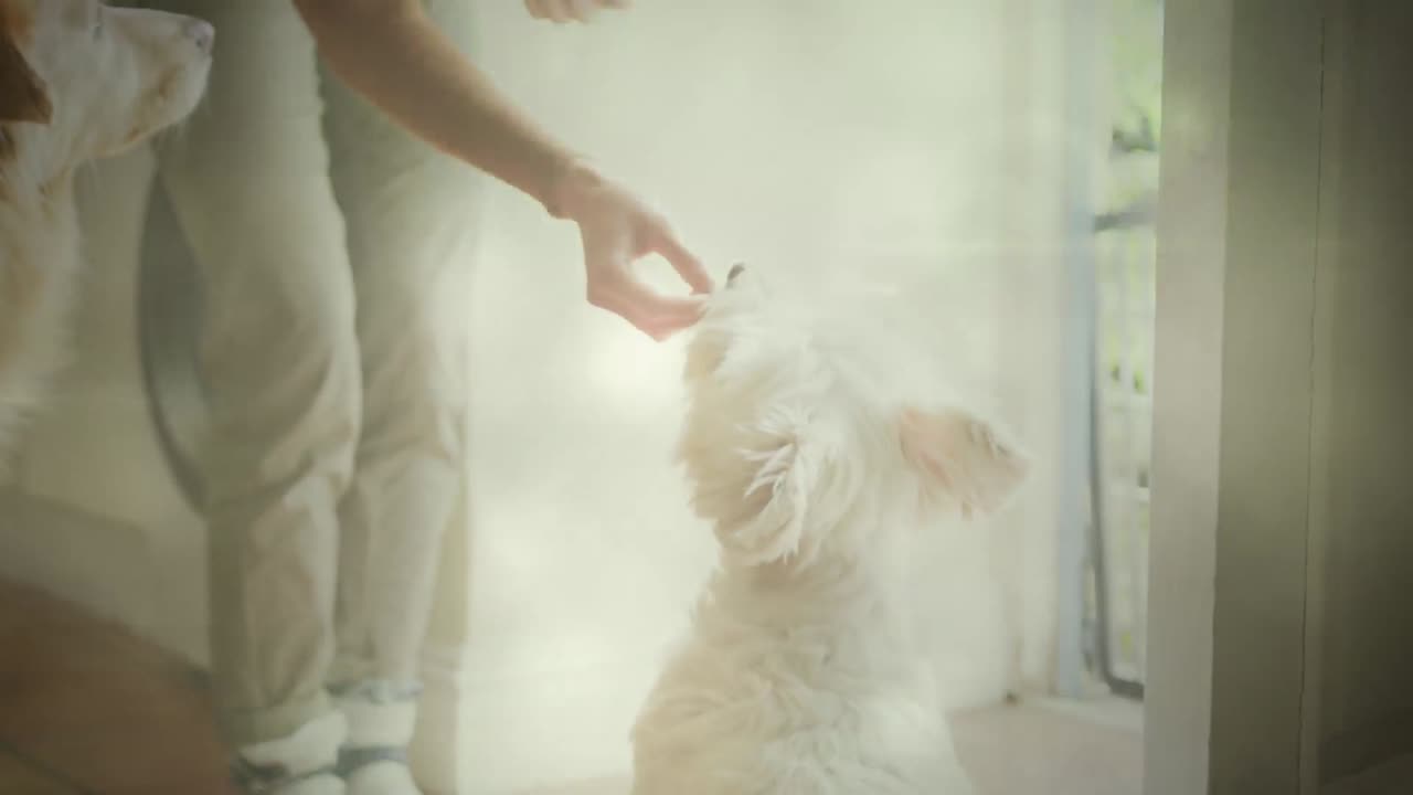 집 에서 개 를 먹이는 여자 의 낮은 부분 에 대한 빛 의 반점