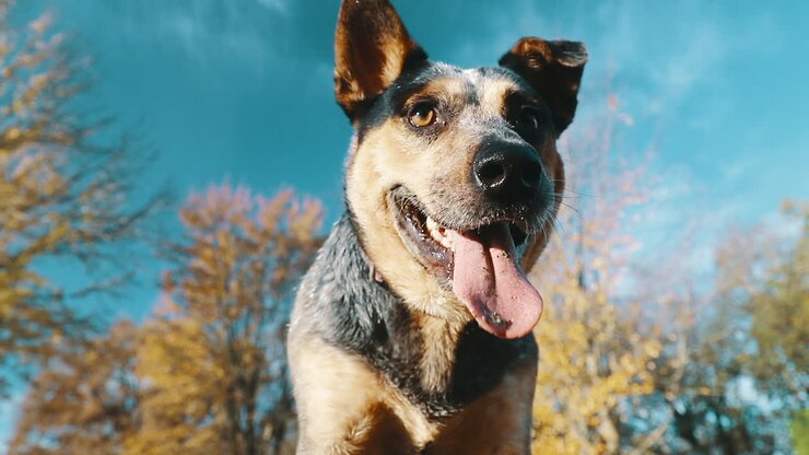 Close-up van de ogen van een mooie blue heeler hond tijdens een herfstochtend.