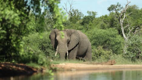 low angle of an african elephant feeding in the distance behind a waterhole. filmed from a photographic hide in the greater kruger