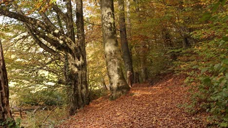 Falling-leaves-in-the-park-covering-the-path-that-people-pass-in-autumn