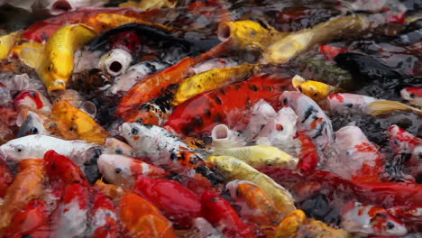 Eine-Schöne-Aufnahme-Von-Koi-Fischen,-Die-In-Einem-Teich-Schwimmen-2