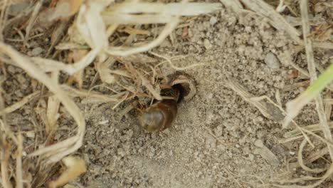 Ant marches across sun baked earth and straw, micro detail of legs and head