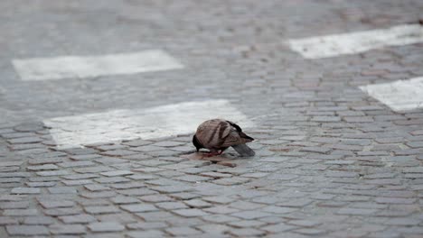 Paloma-Solitaria-Comiendo-En-Adoquines-En-Las-Calles-De-Italia