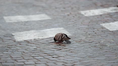 lone pigeon eating on cobblestone in the streets of italy