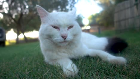slomo de gato blanco con cola negra tirado en la hierba y lamiendo su pata
