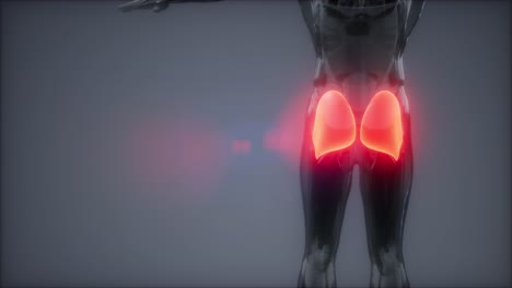 gluteus maximus - animación de la anatomía de los músculos de las piernas
