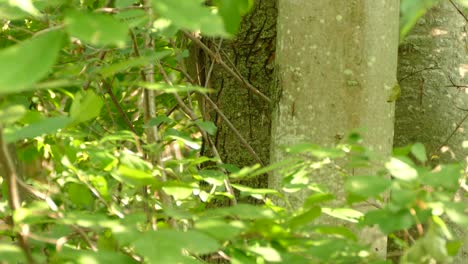 A-colorful-exotic-bird-jumping-from-branch-to-branch-inside-a-thicket-of-bushes-and-trees