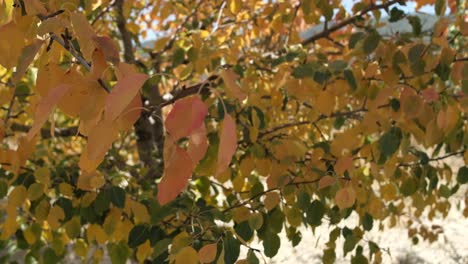 hoja marrón en otoño