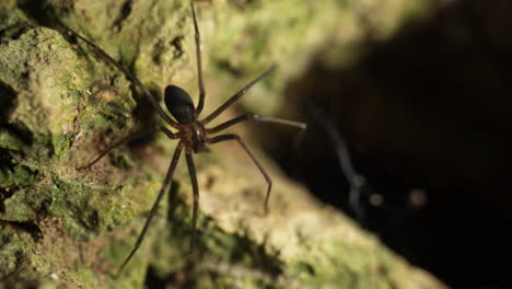 recluse spider ,violin spider on rocky surface moves out