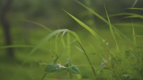 Close-up-clip-of-fine-blades-of-grass-dancing-in-gentle-breeze,-as-woman-in-a-blue-dress-walks-past-in-the-background