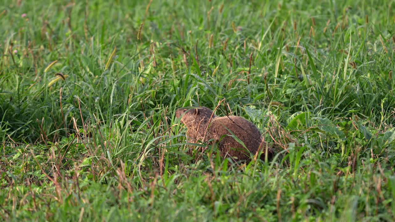 A groundhog or woodchuck grazing in a meadow on a sunny morning