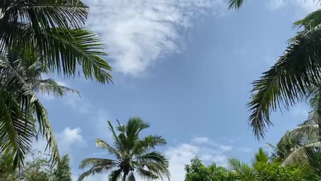 donde el cielo y los árboles están juntos, los árboles en el bosque