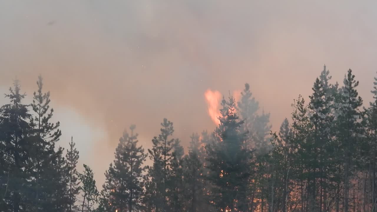 Le fiamme dell'incendio boschivo salgono fino alla chioma degli alberi di pino, rilasciando una foschia di fumo nero.