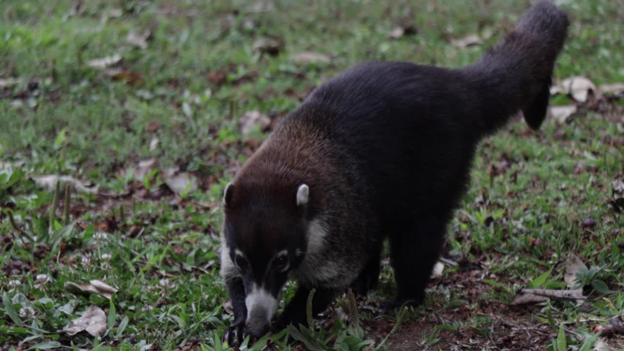 un solo coati de nariz blanca o coatimundi cavando en el suelo mientras busca comida, en el desierto en una selva tropical, monteverde, costa rica