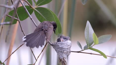 Malaysischer-Rattenfantail-Landet-Auf-Dem-Nest,-Um-Sein-Küken-Zu-Füttern