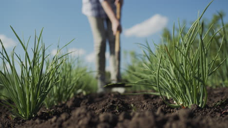 agricultora desmaleza una cama de vegetales