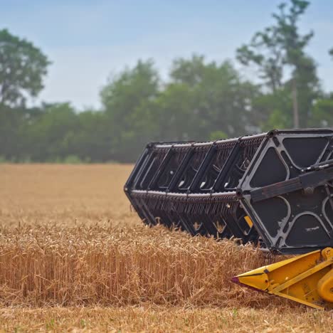 big mowing mechanism rotating quickly on the wheat field. spinning mechanism gathering crops. green trees in blur at the backdrop