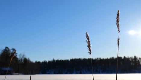 Nahaufnahme-Von-Wasserschilf-Im-Winter