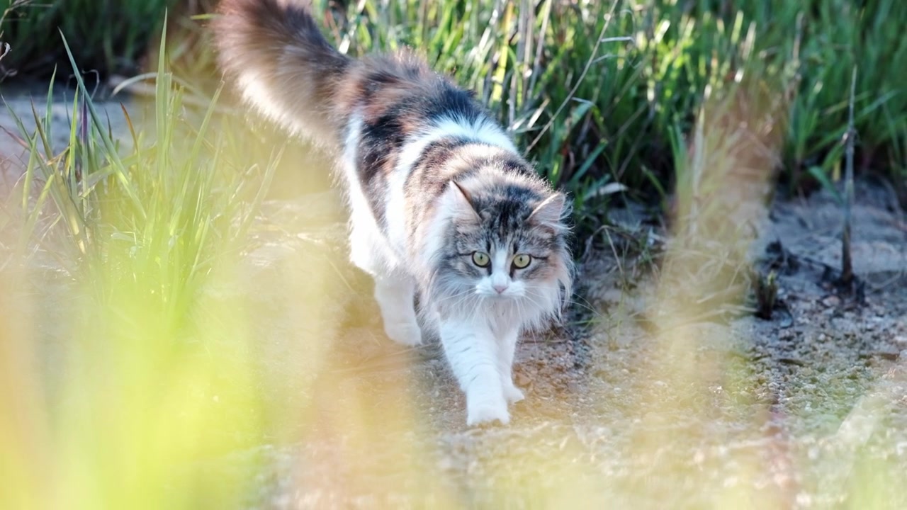 Un gatto Calico carino e soffice che esplora la natura nella morbida luce della sera