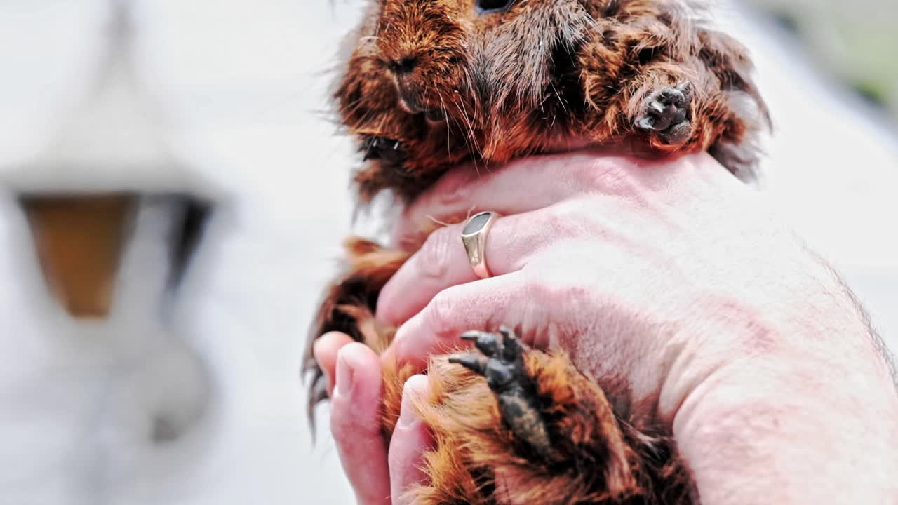 A man holding a shaggy, brown guinea pig in his hands