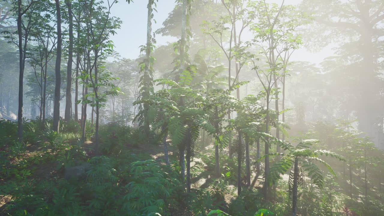 안개 숲 의 나무 들 을 통해 빛나는 빛
