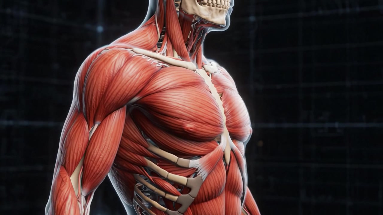 Estudio anatómico del cuerpo humano: Un examen detallado de la musculatura y la estructura esquelética en un modelo renderizado en 3D que ilustra la anatomía y fisiología humana