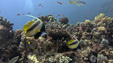 dos peces bandera del mar rojo capturados de cerca en el arrecife de coral