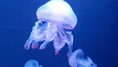 Acuario-De-Medusas-Nadando-Con-Luz-Submarina-De-Neón-Azul,-Medusas-Fluorescentes-Brillando