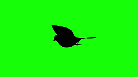 Silhouette-of-a-sparrow-flying-on-green-screen,-side-view