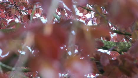 moviéndose dentro del dosel de un árbol de haya de cobre
