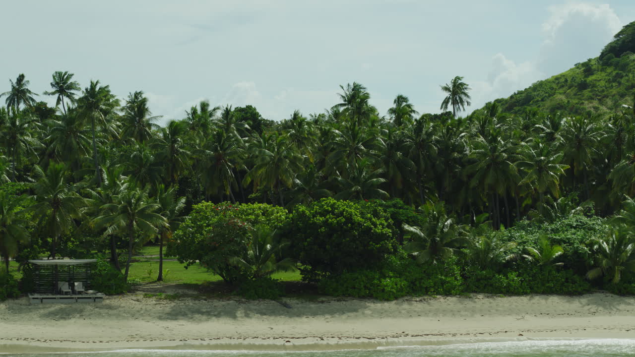 Lush palm forest beside sandy beach with still water reflecting tropical vegetation