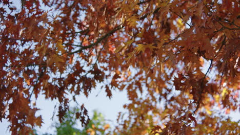Pan over red autumn foliage against blue sky on a sunny fall day