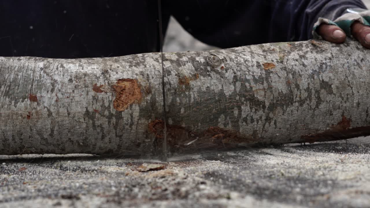 cerca de maderero colocando grandes ramas de árboles en la mesa de sierra mecánica
