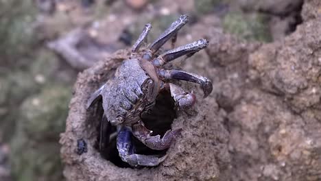 tree climbing crab moving slowly sliding from right to left outside the hole of a mud lobster mound in a mangrove area in singapore - full body shot