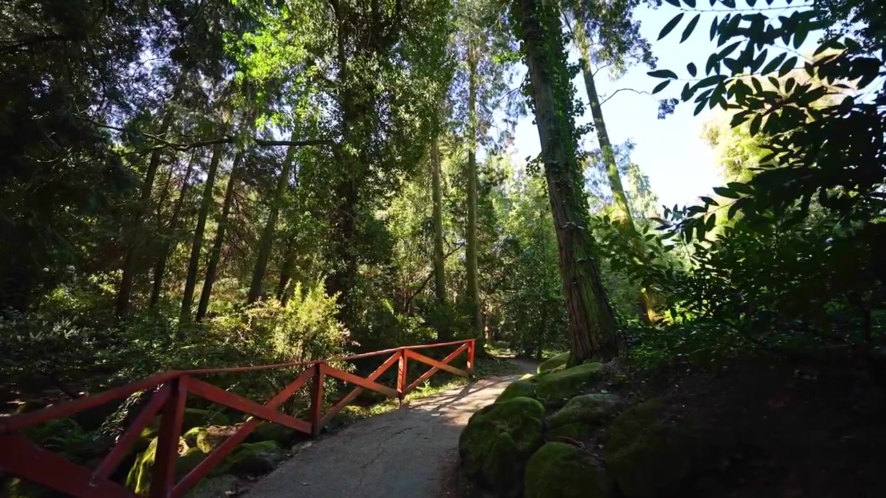 Video cinematográfico de un sendero de puente de madera que atraviesa un exuberante jardín forestal, rodeado de árboles altos y vegetación verde. Ambiente boscoso tranquilo con cálida luz solar al aire libre
