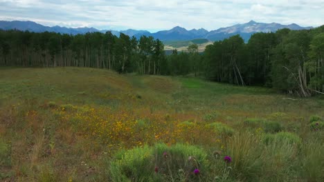 summer yellow wildflowers last dollar road ridgway telluride airport colorado aerial drone uncompahgre forest mount sneffels wilderness aspen trees ranchland san juan rocky mountains right motion