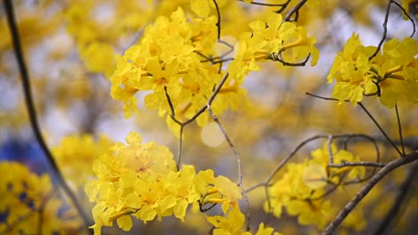 A-close-shot-of-the-beautiful-yellow-flowers-of-the-guayacan-tree-in-Colimes,-Ecuador