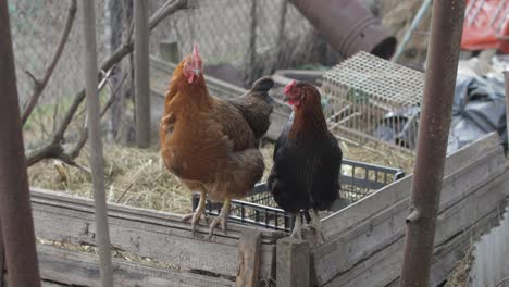 two chickens in the yard. black and brown chicken in village