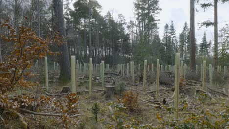Neu-Gepflanzte-Bäumchen,-Die-In-Stützrohren-Im-Waldwald-Nationalpark-Wachsen