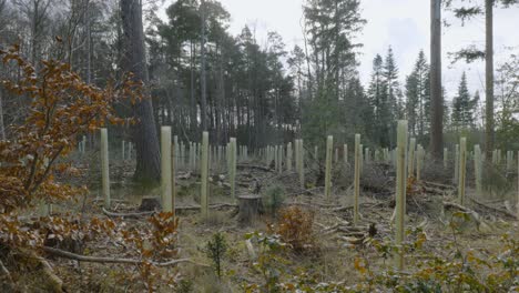 new planted sapling trees growing in support tubes in woodland forest national park