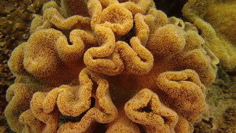 close-up of a sea anemone