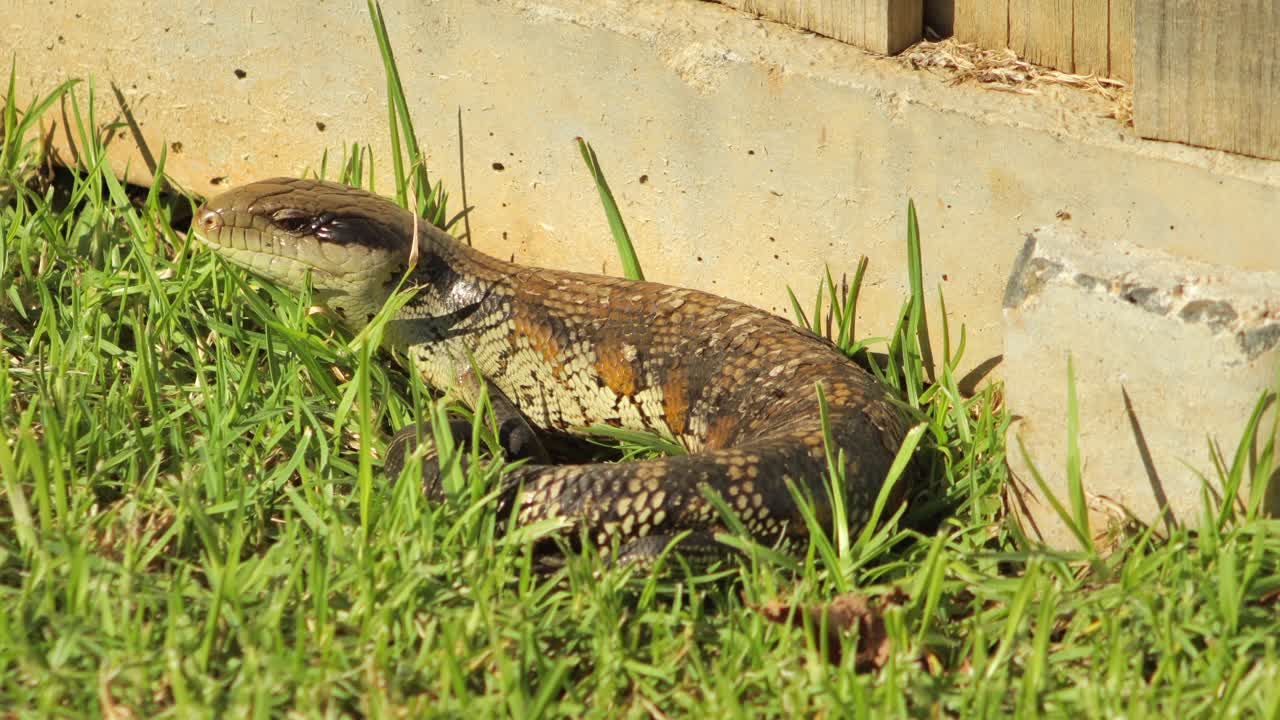 lagarto de lengua azul descansando junto a la valla de piedra en el jardín mirando