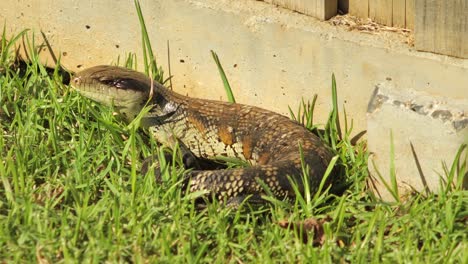 Blue-Tongue-Lizard-Resting-By-Stone-Fence-In-Garden-Looking