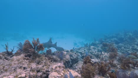 Tiburón-Nodriza-Nada-A-Través-De-Un-Hermoso-Arrecife-De-Coral-En-Los-Cayos-De-Florida