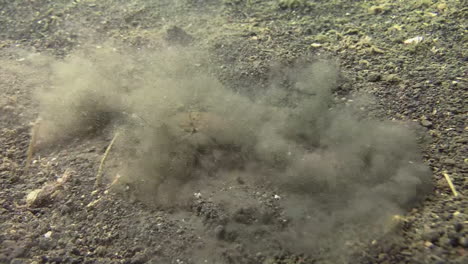 underwater shot of large female swimming crab hiding in sandy bottom by digging in