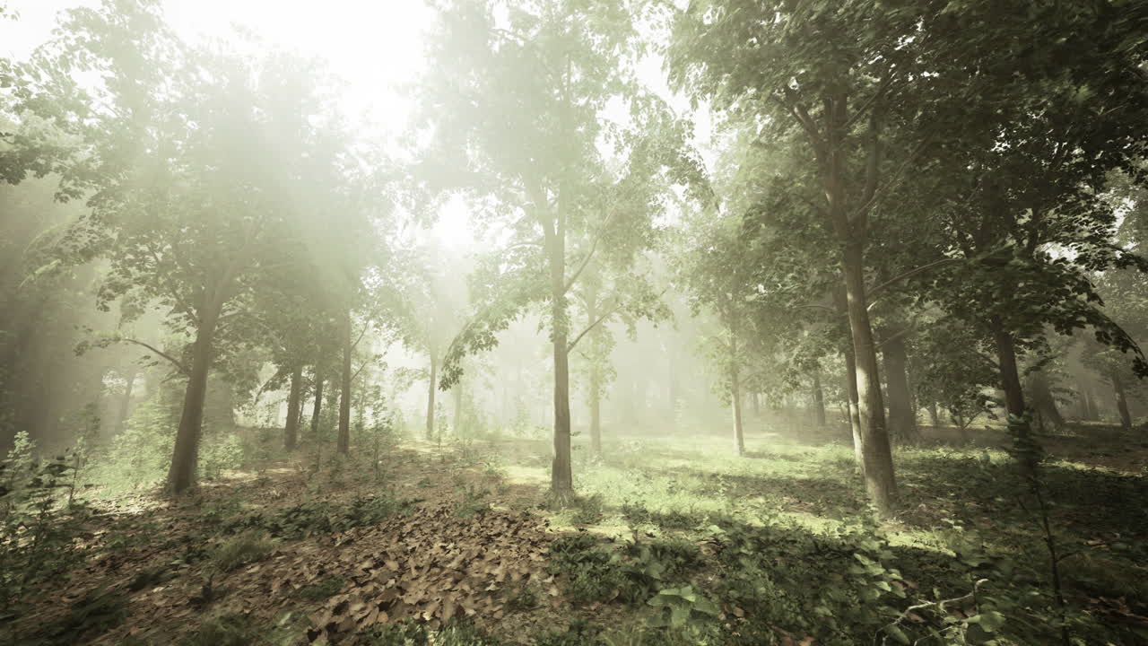 Sunlight filters through trees in a serene forest setting during morning hours